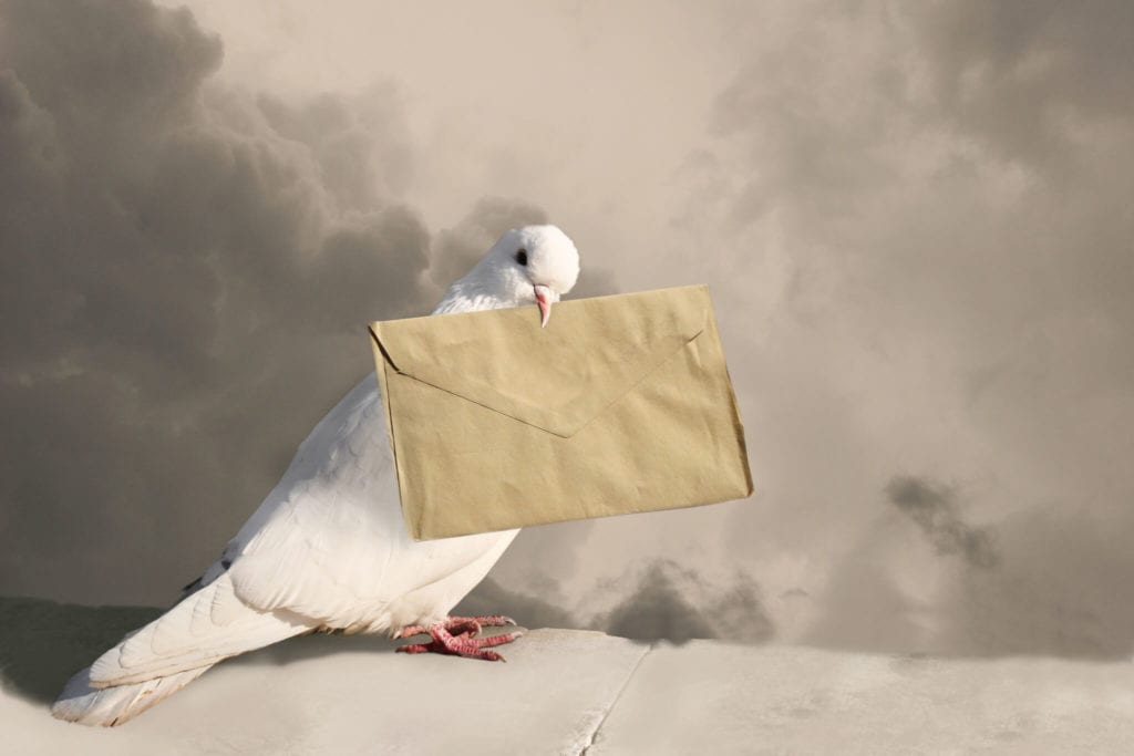 White Dove with old letter